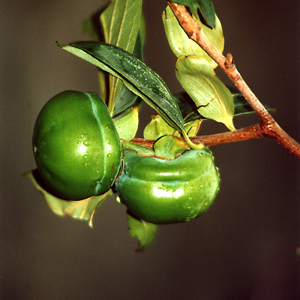 Tamopan Asian Persimmon