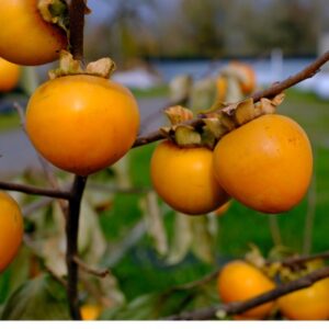 Phoenix™ Asian Persimmon