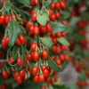 Phoenix Tears Goji Berry