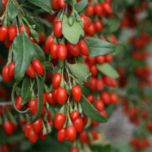 Phoenix Tears Goji Berry