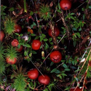 Pilgrim Cranberry