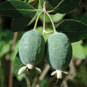 Pineapple Guava Seedling