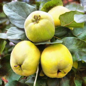 Pineapple Quince