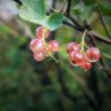 Pink Champagne Currant