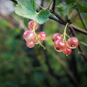 Pink Champagne Currant