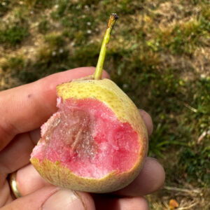 Pink Honey Pear