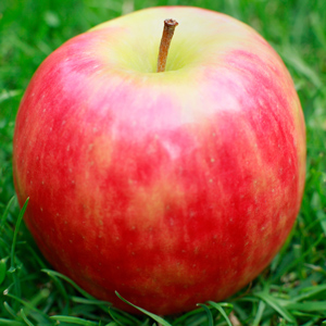 Pink Lady Apple Tree