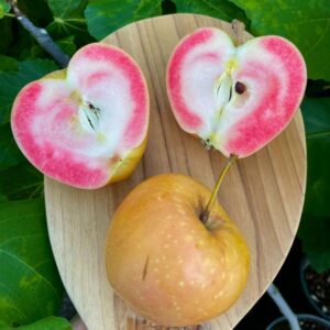 Pink Pearl Apple Tree