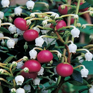 Pink Snowdrop Chilean Wintergreen ™