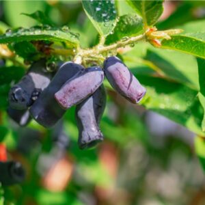Pirika Honeyberry
