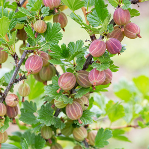 Pixwell Pink Gooseberry