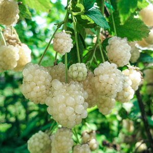 Polar Berry White Blackberry