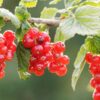 Pomona Red Currant