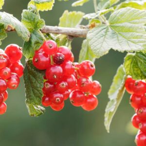 Pomona Red Currant