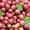 Poorman Gooseberry