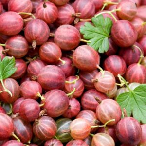 Poorman Gooseberry