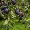 Pozegaca Plum