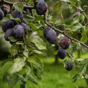 Pozegaca Plum
