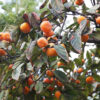 Prairie Gem™ American Persimmon