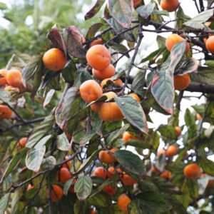 Prairie Gem™ American Persimmon