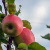 Prairie Spy Apple Tree