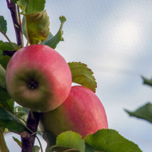 Prairie Spy Apple Tree
