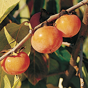 Prairie Star™ American Persimmon