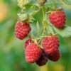Prelude Raspberry