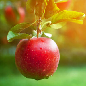 Prima Apple Tree