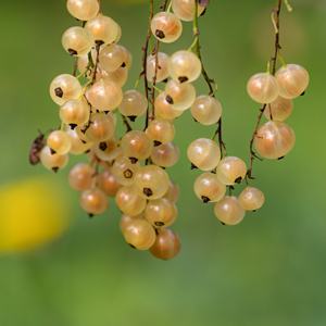 Primus White Currant