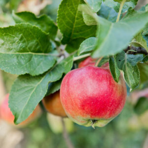 Priscilla Apple Tree