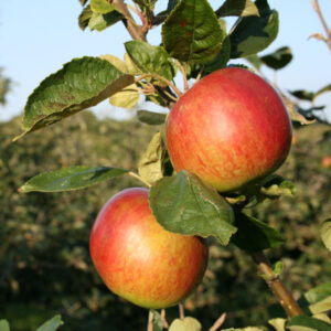 Queen Cox Apple Tree