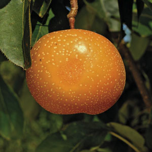 Raja Asian Pear