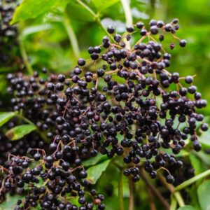 Ranch American Elderberry