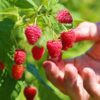 Raspberry Shortcake Raspberry