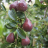 Red Bartlett Pear