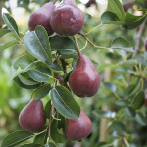 Red Bartlett Pear