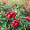Red Candy Lingonberry