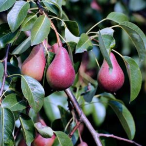 Red Clapp’s Favorite Pear
