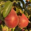 Red D'anjou