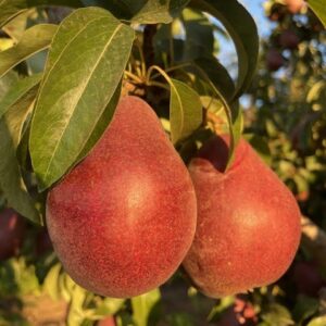 Red D'anjou