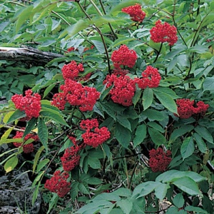 Red Elderberry