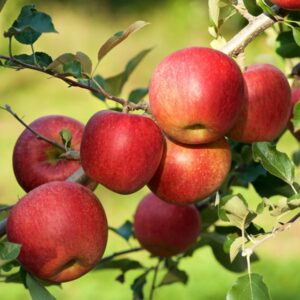 Red Fuji Apple Tree