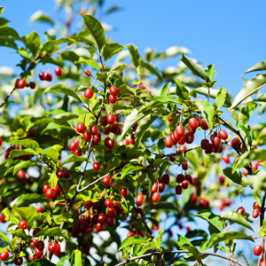 Red Gem™ Goumi