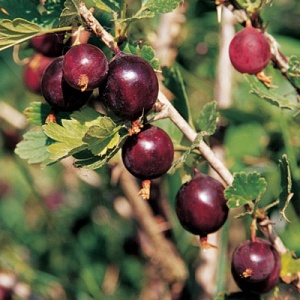 Red George™ Gooseberry