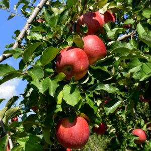 Red Gravenstein Apple Tree