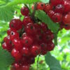 Red Jade ™ Red Currant