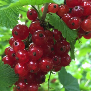 Red Jade ™ Red Currant
