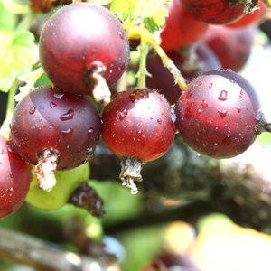 Red Jostaberry