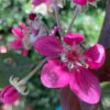 Red King Red Flesh Apple Tree
